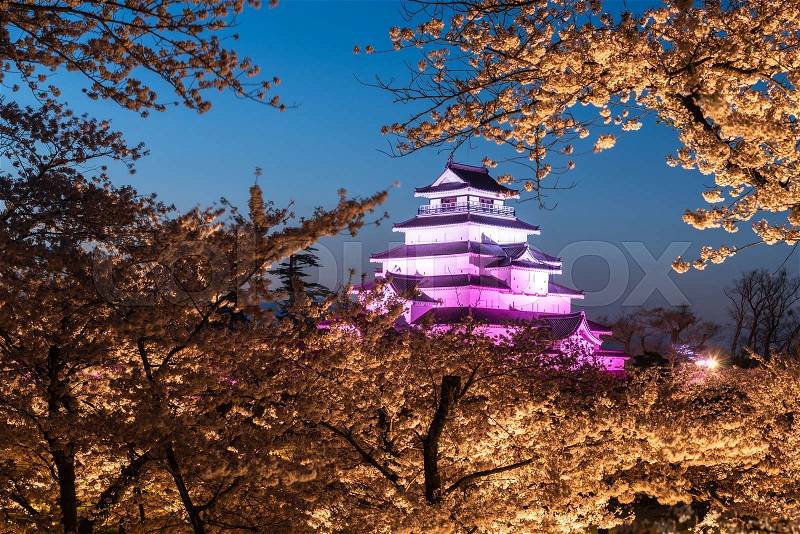 Light up at Tsuruga Castle (Aizu castle) surrounded by hundreds of sakura trees, stock photo