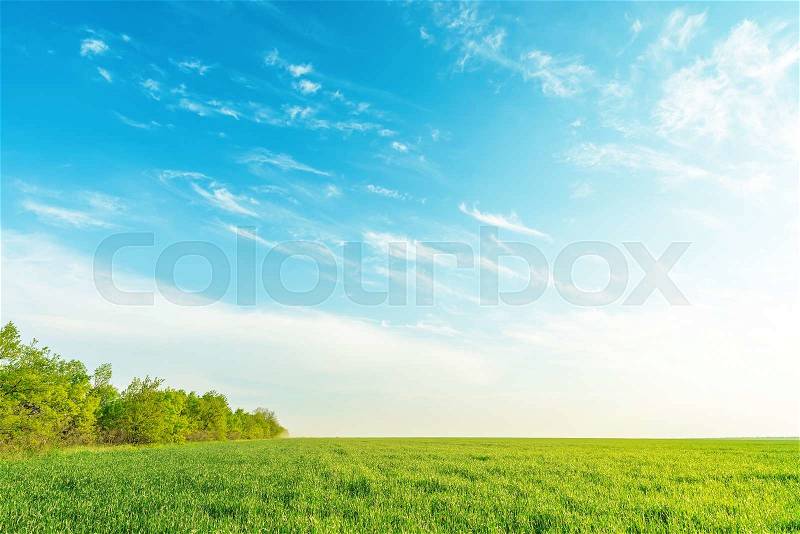 Green grass and trees under blue sky in sunset time, stock photo