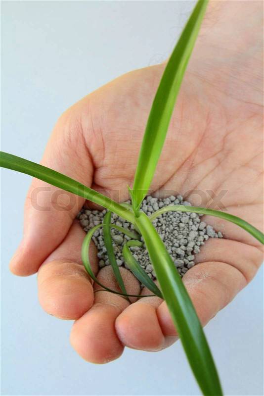 One plant in man hands, stock photo