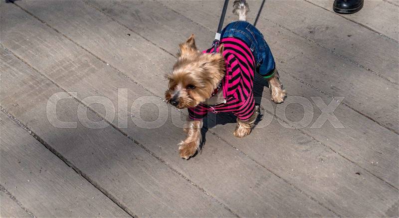 Clothed a dog with sweater and jeans, stock photo