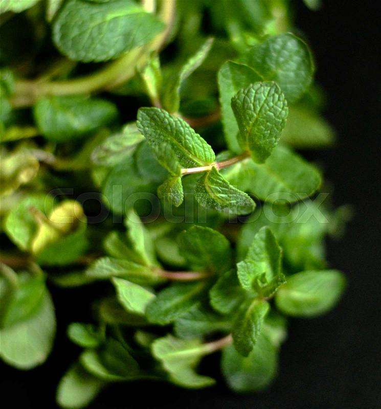 Fresh mint herb on black background, stock photo