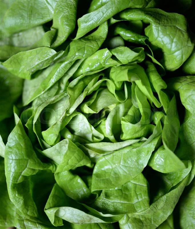 Fresh green salad background, stock photo