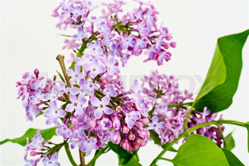 Spring Lilac Flowers on a White Background Studio Photo, stock photo