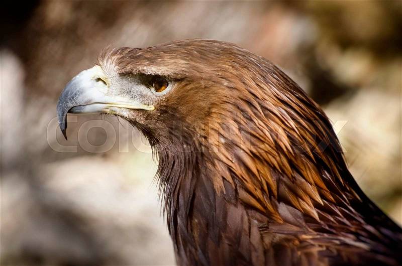 Photo of the Tawny Eagle (Aquila rapax), stock photo