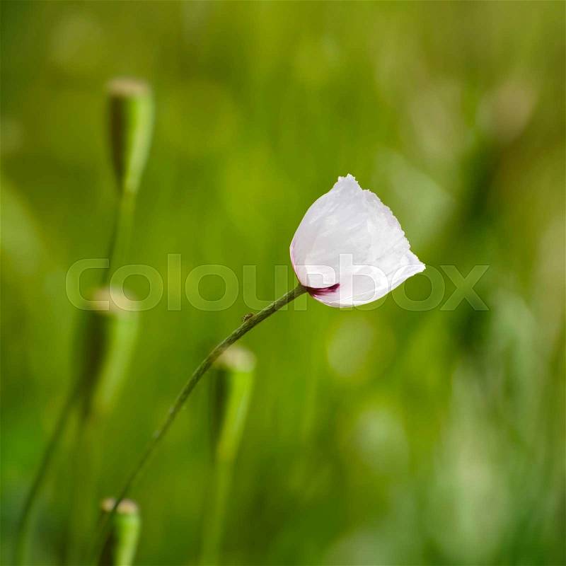 Single White Poppy Flower in Summertime, stock photo