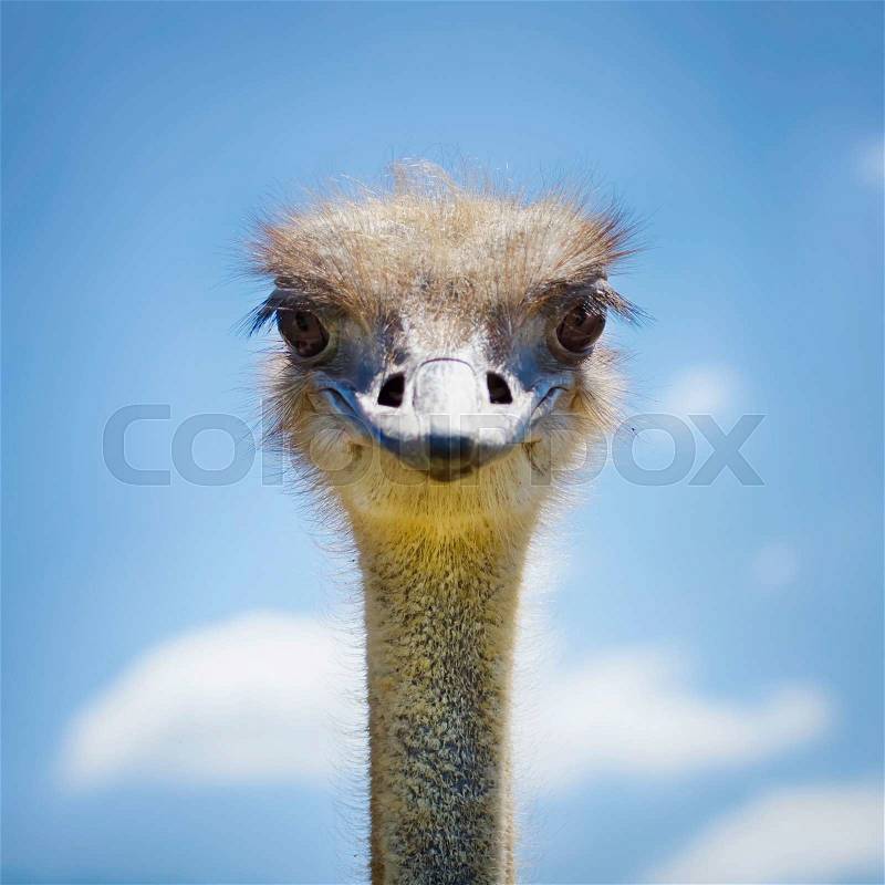 Ostrich Bird in Sunny Day Over Blue Sky, stock photo