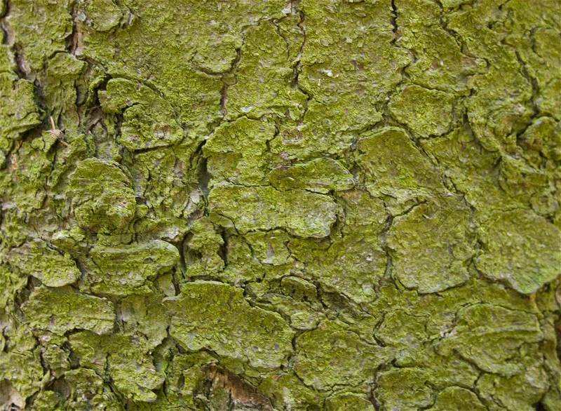 Tree bark texture from an old tree, stock photo