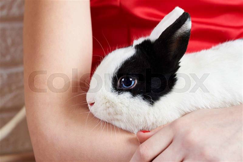 Pet rabbit sitting on the hands of the hostess, stock photo