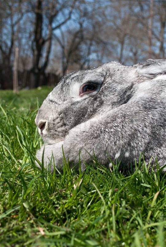 Big and gray rabbit on green grass, stock photo