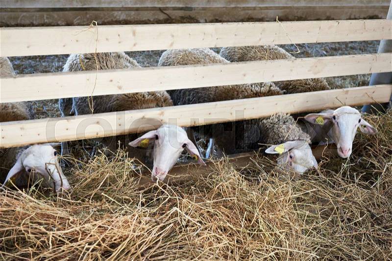 Sheeps eating hay in a pen on the farm, stock photo