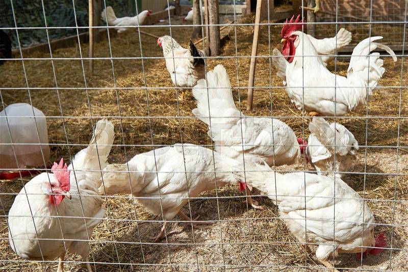 White cock and hens on the farm, stock photo