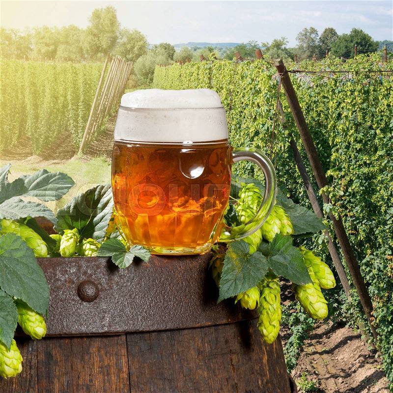Glass of beer with hop cones in the hop field, stock photo