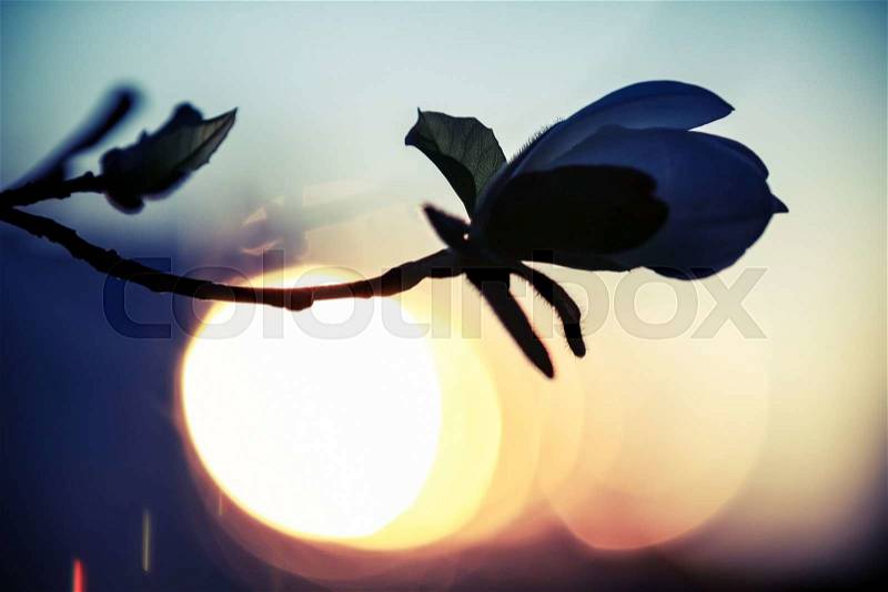 Magnolia tree flower silhouette over evening sky with glowing sun, macro photo with selective focus, lens flare effect and tonal correction, old style filter, stock photo