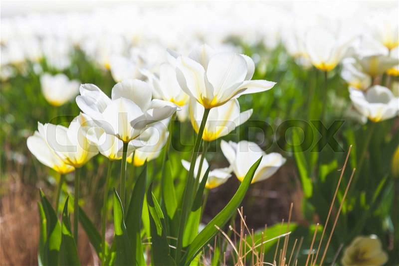 White tulip flowers under bright sunlight in spring garden. Closeup photo with selective focus, stock photo