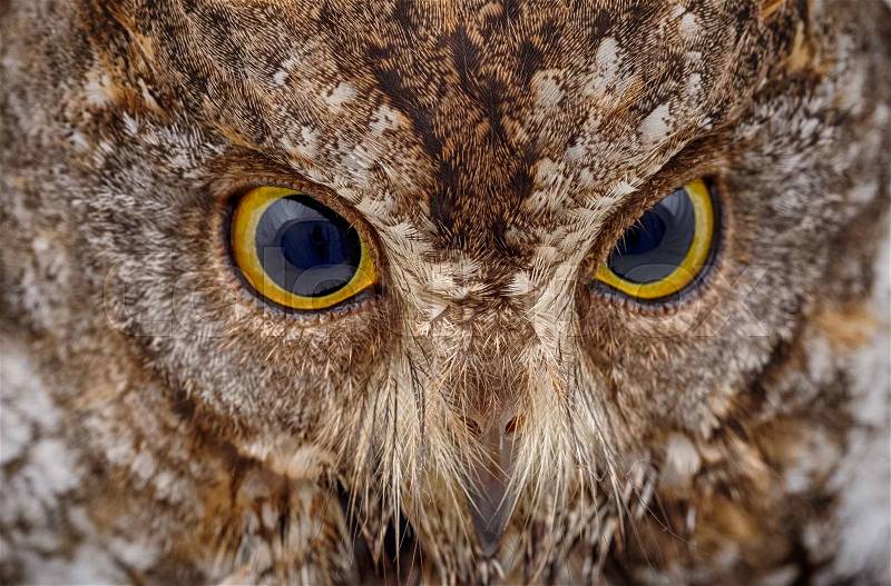 Closeup of owl face , stock photo