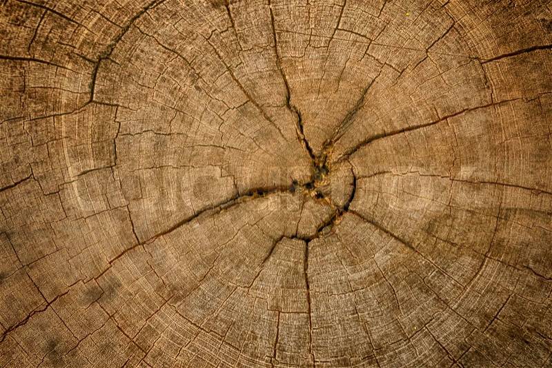 Wood texture of cut tree trunk, Tree-rings , stock photo