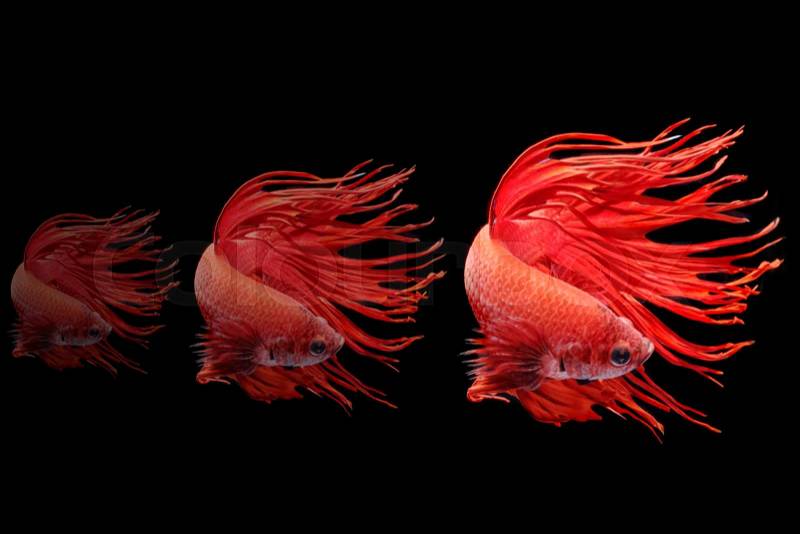 Moving moment of big ear siamese fighting fish isolated on black background, stock photo