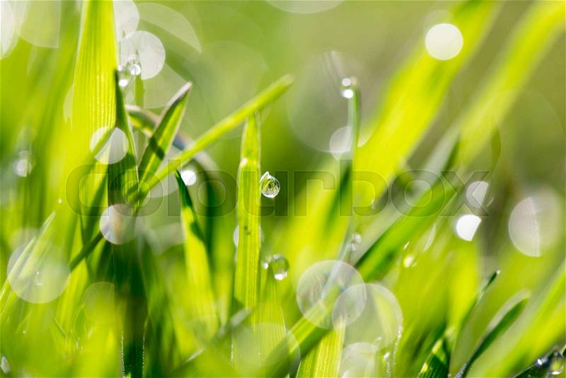 Drops of dew on the green grass in nature. macro, stock photo