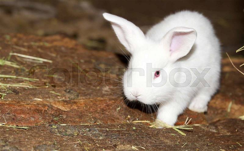 Little white rabbit on the farm, stock photo