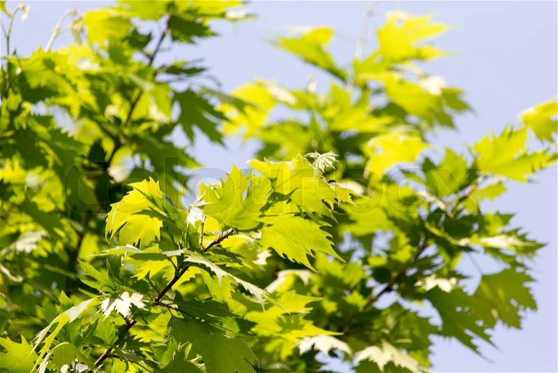 Green leaves on the tree in nature, stock photo