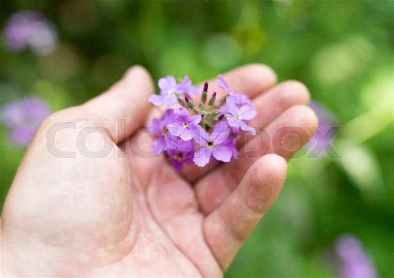 Blue flower in hand on nature, stock photo