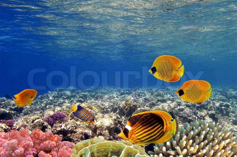 Underwater life of a hard-coral reef, Red Sea, Egypt, stock photo