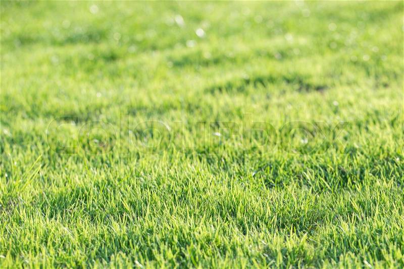 Bright Green grass background texture, stock photo