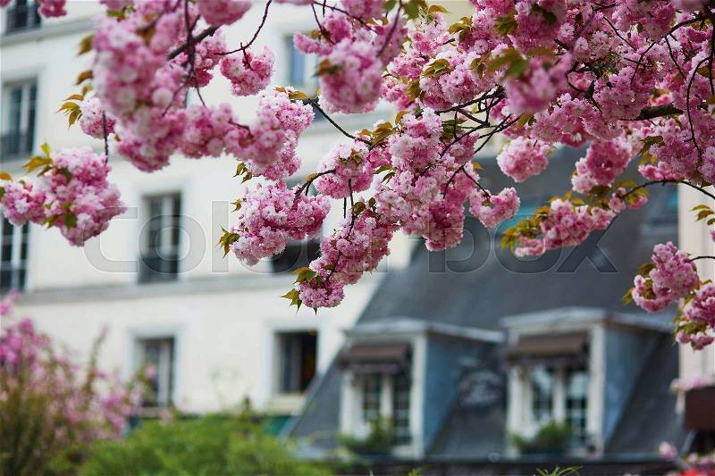 Typical Parisian building with mansards and beautiful cherry blossom trees in full bloom. Spring in France concept, stock photo