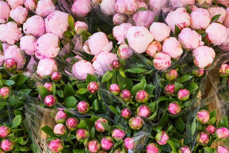 Lots of pretty and romantic violet and pink peonies in floral shop, stock photo