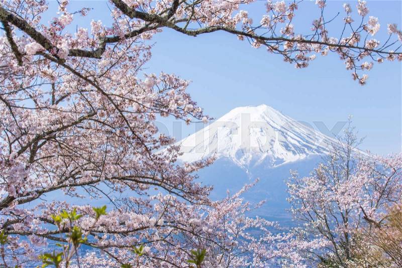 Cherry blossoms or Sakura and Mountain Fuji in spring season , stock photo