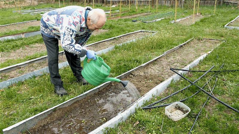 Senior elderly aged old man waters pours showers and hoses a vegetable bed in the kitchen garden outside the house. Country rural agricultural scene, stock photo