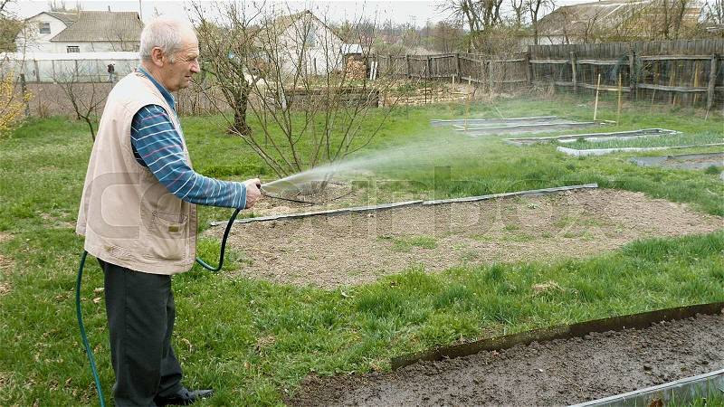 Senior elderly aged old man waters pours showers and hoses a vegetable bed in the kitchen garden outside the house. Country rural agricultural scene, stock photo