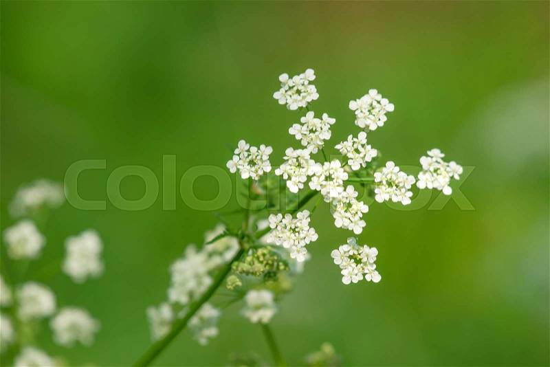 White wildflowers on green background in the spring, stock photo