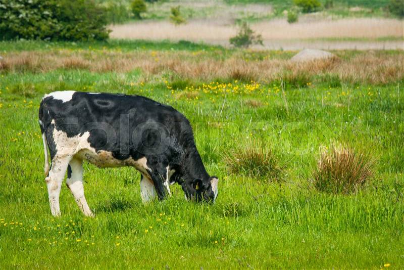 Holstein Friesian cow on a green field in Denmark, stock photo