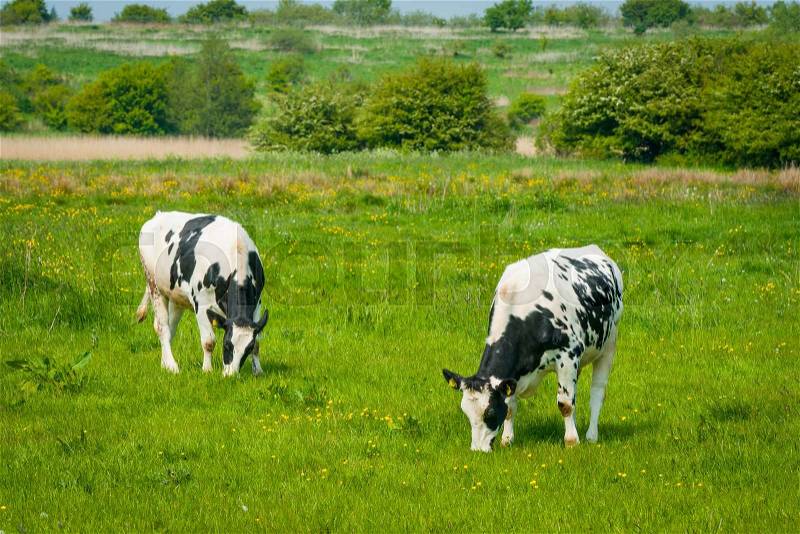 Black and white cattle grazing on a green meadow, stock photo