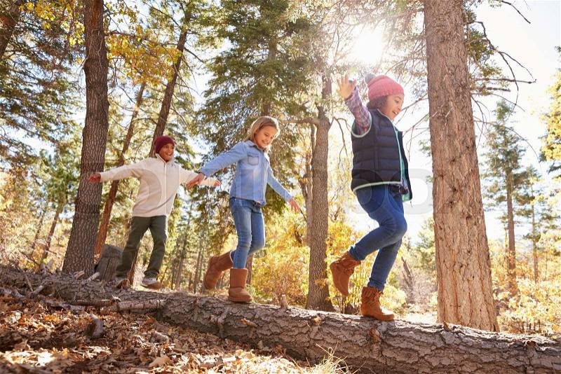 Children Having Fun And Balancing On Tree In Fall Woodland, stock photo