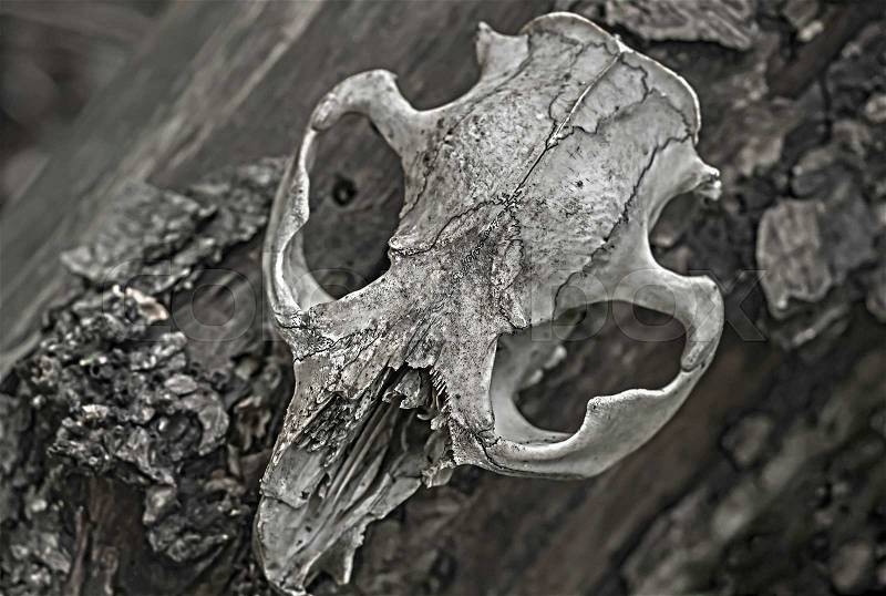 Skull of a dead animal in the forest, stock photo