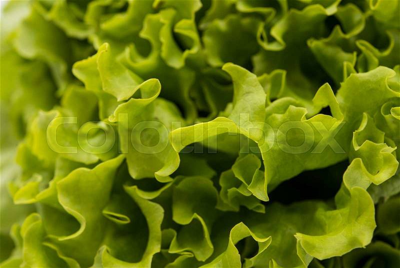 Fresh green Lettuce salad background, stock photo