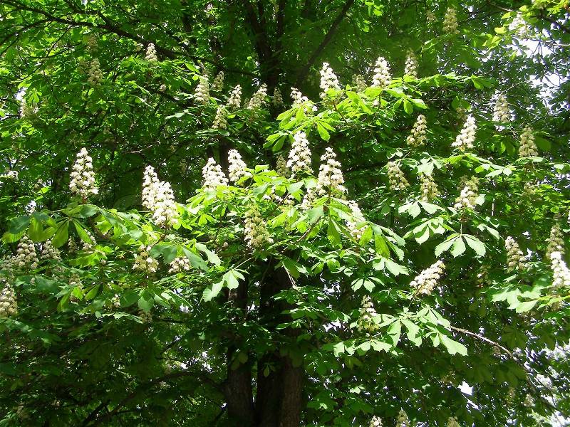 Pin By Jana Mannion On Trees White Flowering Trees Chestnut Trees Chestnut Flower