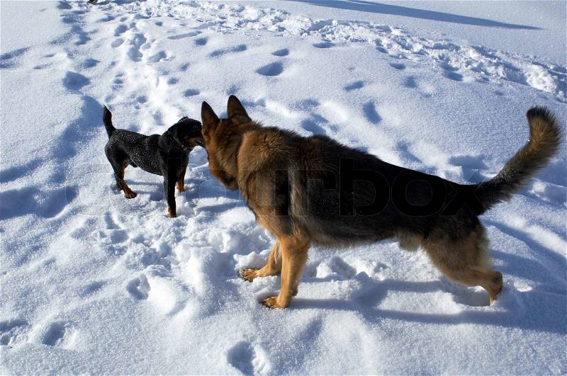 Big and small dogs on snow, stock photo