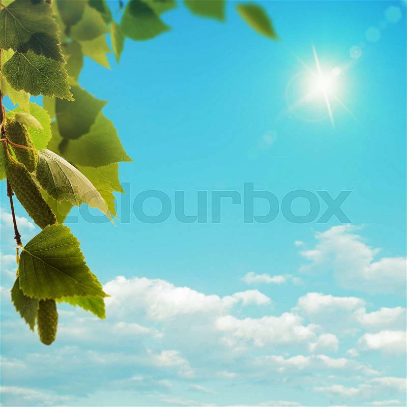 Birch tree under bright summer sun, seasonal background, stock photo