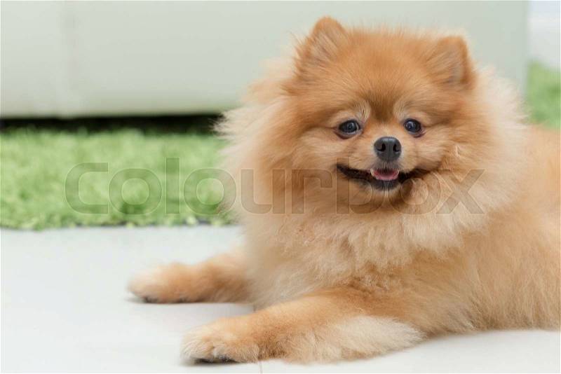 Pomeranian dog cute pets happy in home, stock photo