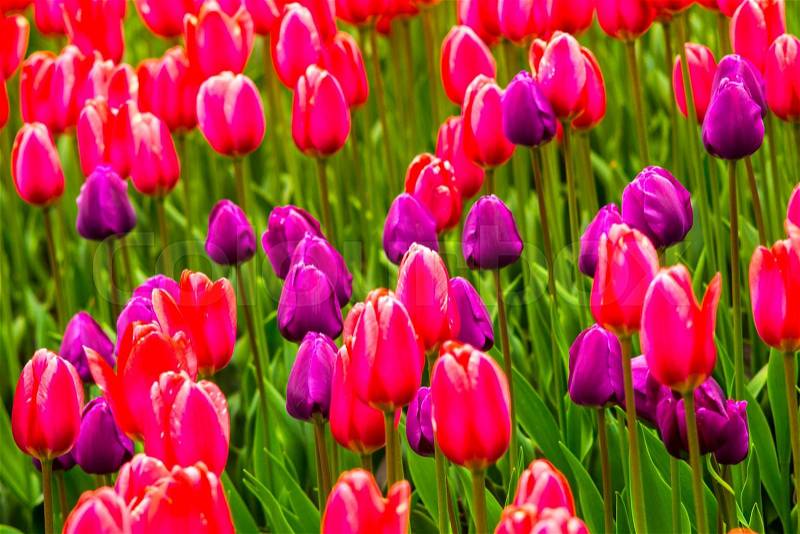 Field of tulips. Flowers tulips.Red and white tulips.Background colors of red and white tulips.Landscape design of flowers.Floristry of flowers of red and white tulips.Tulips, stock photo