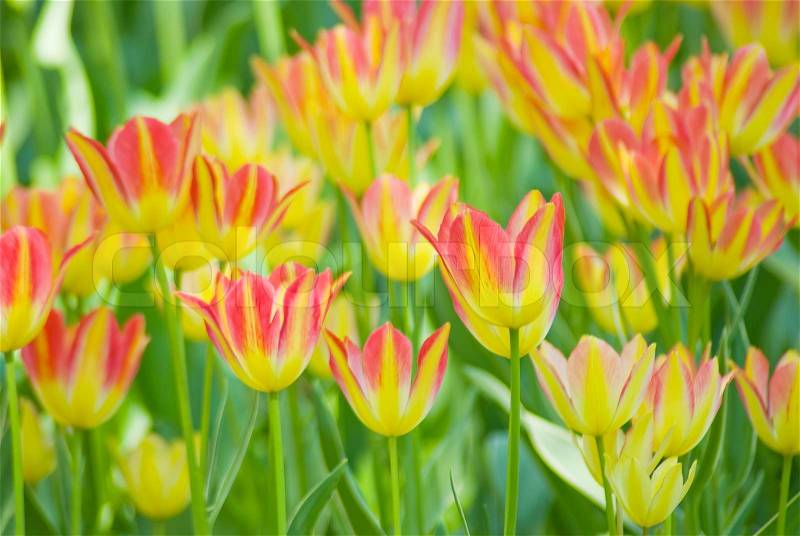 Red Orange Yellow Tulips flower shot from below close up with tulip background pattern, stock photo