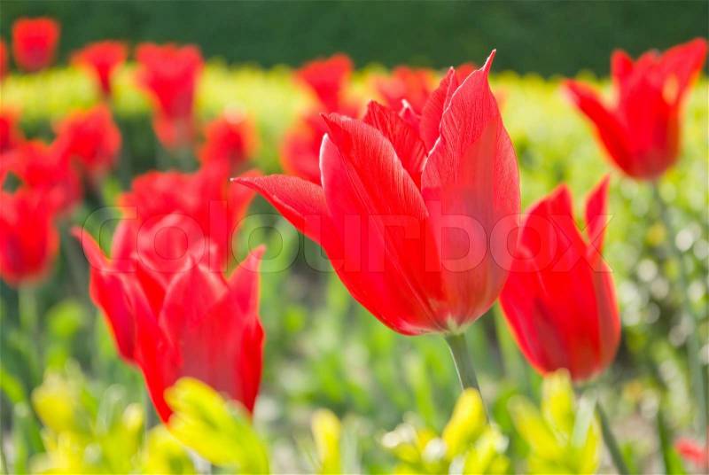 Red Tulips flower shot from below close up with tulip background pattern, stock photo