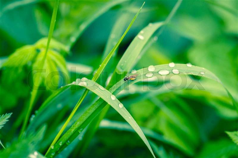 Grass with raindrops in a garden in daylight, stock photo