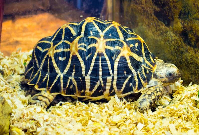 Indian star tortoise. Turtle. Little turtle endangered. Turtle animal, stock photo