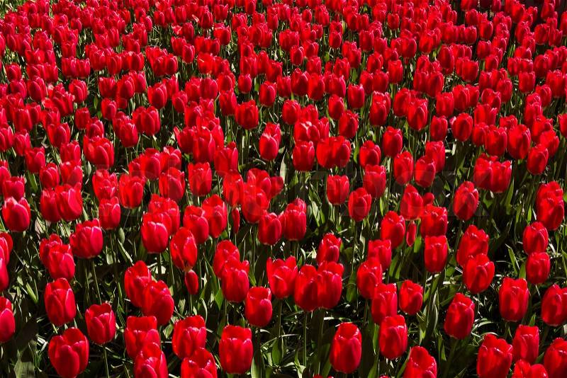 Red tulips background. Colorful field of tulips, stock photo