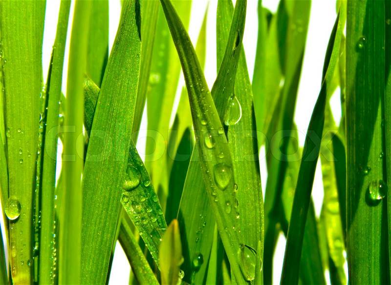 Green Grass Close-up, stock photo