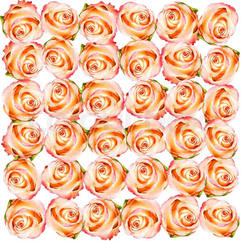 Roses. colorful flowers wallpaper, stock photo